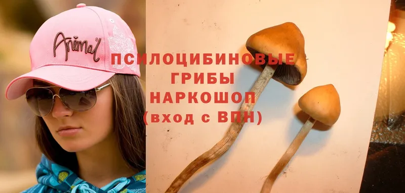 Галлюциногенные грибы Psilocybine cubensis  купить   Кудрово 